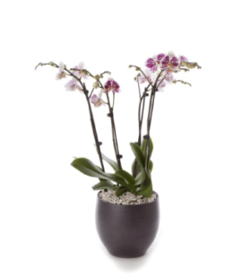 Orchid Serenity