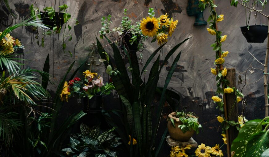 How Different Blooms Can Boost Your Mood and Productivity