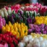 Flower Shop Near Me