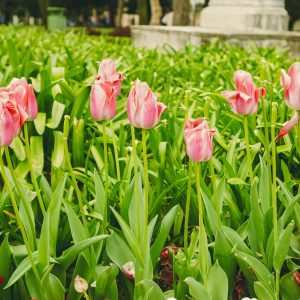 The Perfect Memorial Flowers for Every Occasion | Flowers at Lakeside