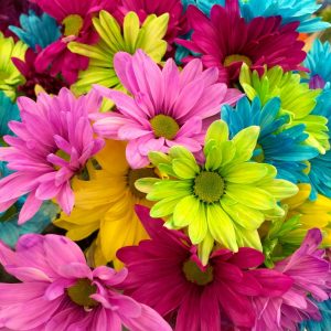 Flower Personality Meanings: What Your Favorite Flower Says About You 